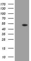 MRPS27 Antibody (clone OTI6E5)