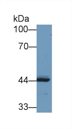 REV1 Antibody (aa301-478)