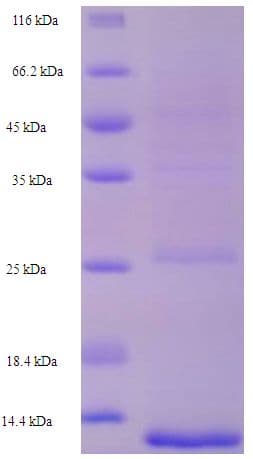 Zoarces americanus Ice-Structuring Protein Lambda (Recombinant His)