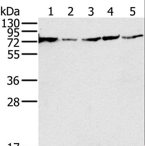 NDUFS1 Antibody