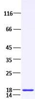 Human LIF Protein (Recombinant)