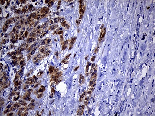Monoclonal Mouse anti-Human PHYHD1 Antibody (clone OTI1A6, Carrier-free, IHC, WB)