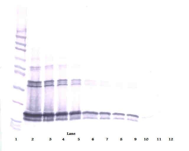 BAFF / TNFSF13B Antibody