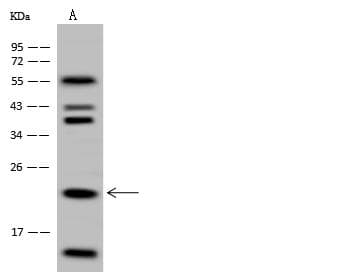 HINT3 Antibody