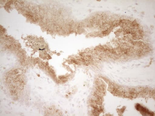 GRN / Granulin Antibody (aa327-593, clone OTI2F4)