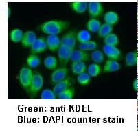 IHC-plus™ KDEL Tetrapeptide Antibody (clone 1D5)
