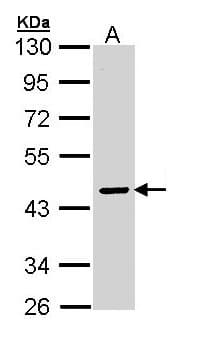IHC-plus™ SERPINA10 / PZI Antibody (aa186-444)