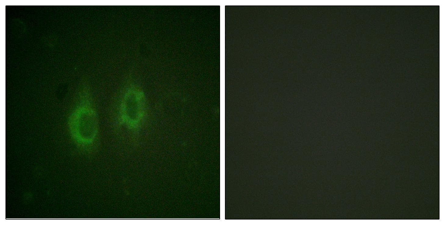 GJA1 / CX43 / Connexin 43 Antibody (Ab-261)