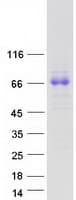 Human SPINT1 / HAI-1 Protein (Recombinant Myc-DDK (Flag))