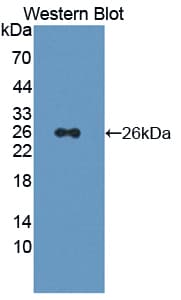 PSMD5 Antibody (aa143-341, FITC)