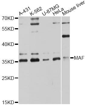 c-Maf Antibody