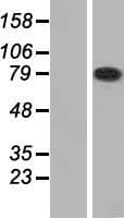 HHIPL2 Protein (Over-Expression Lysate Myc-DDK (Flag))