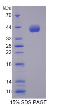 Human CCNB2 / Cyclin B2 Protein (Recombinant His-T7)