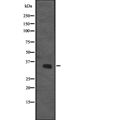 CENPO Antibody