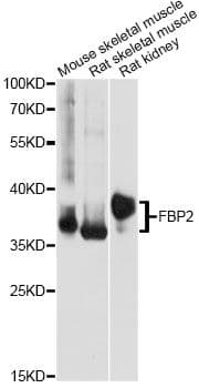 FBP2 Antibody