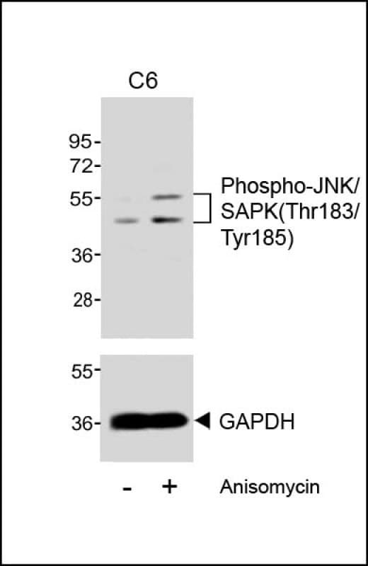MAPK9 / JNK2 Antibody (phospho-Thr183/pTyr185)