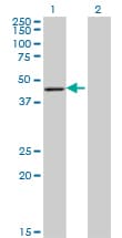 ARFIP1 Antibody (clone 1F10)