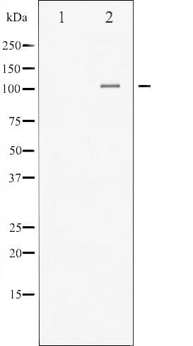 Polyclonal Rabbit anti-Human NFKB1 / NF-Kappa-B Antibody (phospho-Ser893, IHC, IF, WB)