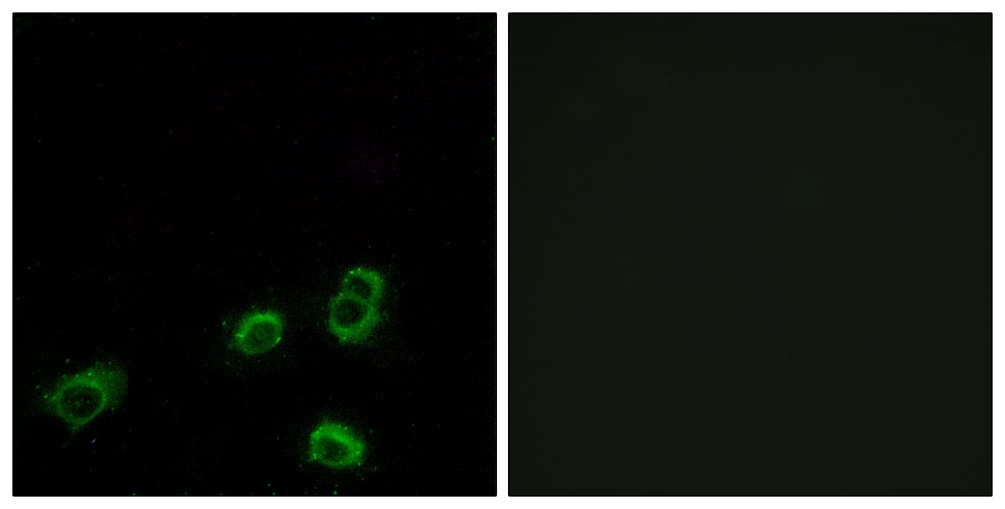 OR52A1 Antibody (aa20-69)