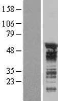 CELF3 Protein (Over-Expression Lysate Myc-DDK (Flag))