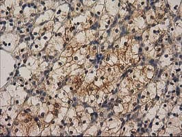 CHCHD5 Antibody (clone OTI9E6)
