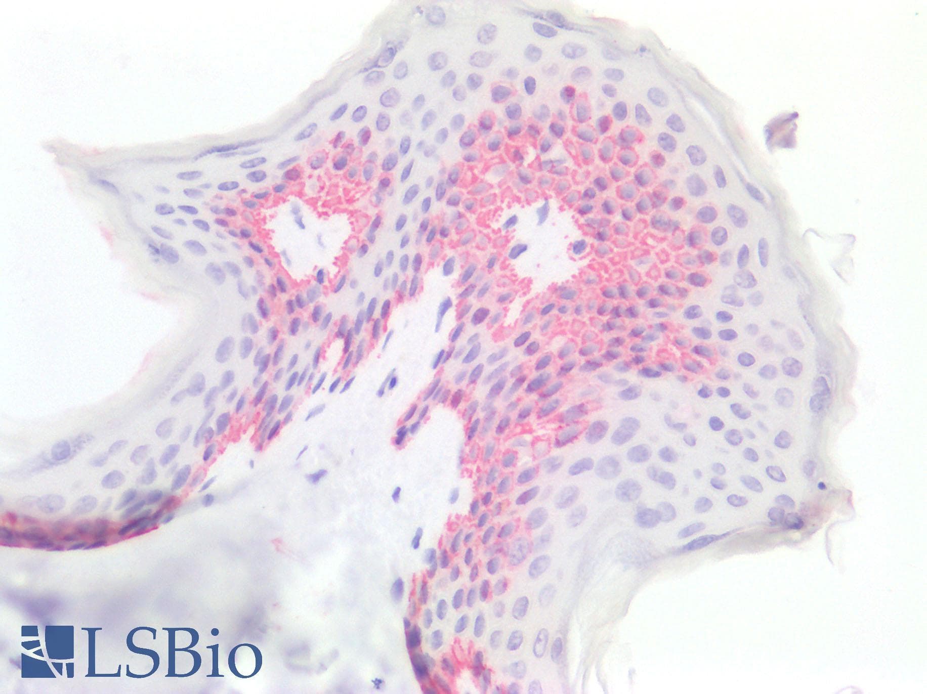 PathPlus™ TJP1 / ZO-1 Antibody (C-Terminus)