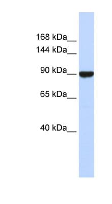 AVIL / Advillin Antibody (C-Terminus)