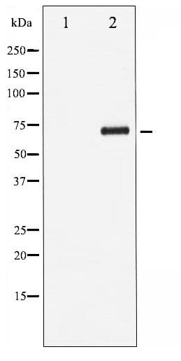 RELB Antibody (phospho-Ser552)