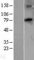 PTCD3 Protein (Over-Expression Lysate Myc-DDK (Flag))