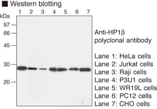 CBX1 / HP1 Beta Antibody