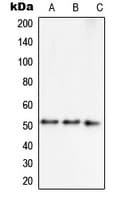 SEPT7 / Septin 7 Antibody (C-Terminus)