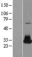 FGF12 Protein (Over-Expression Lysate Myc-DDK (Flag))