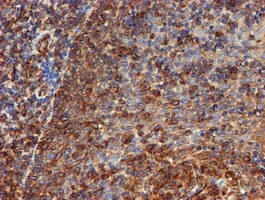 SCFD1 / SLY1 Antibody (clone OTI5G4)