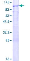 Human GNL1 Protein (Recombinant GST)