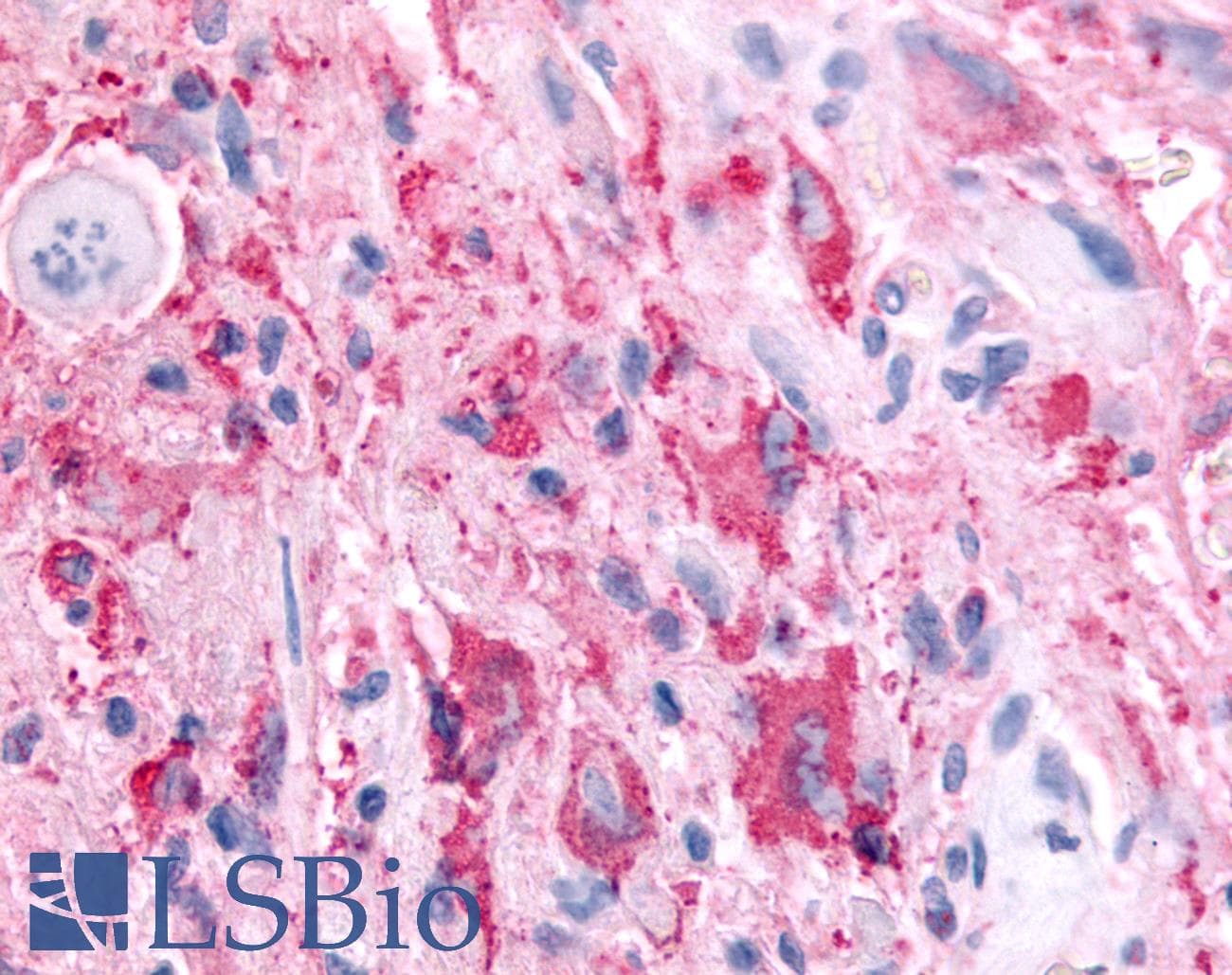 PathPlus™ SGK2 Antibody (Kinase Domain)