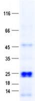 Human C16orf90 Protein (Recombinant His, N-Terminal)
