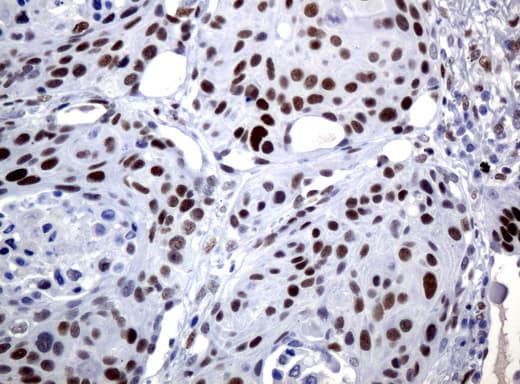 JUN / c-Jun Antibody (clone UMAB49, Carrier-free)
