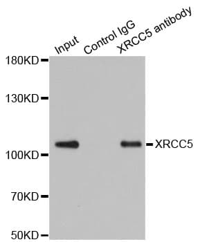 XRCC5 / Ku80 Antibody