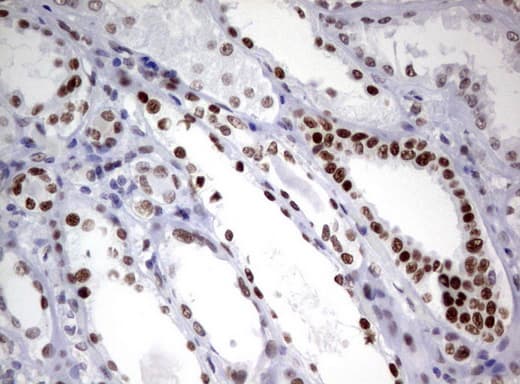 ZSCAN18 / ZNF447 Antibody (clone UMAB113)