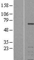 IKZF3 / AIOLOS Protein (Over-Expression Lysate Myc-DDK (Flag))