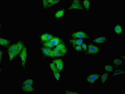Polyclonal Rabbit anti-Human FAM71A Antibody