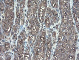 TSC22D1 / TSC22 Antibody (clone OTI4H8)