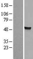 ARSA / Arylsulfatase A Protein (Over-Expression Lysate Myc-DDK (Flag))