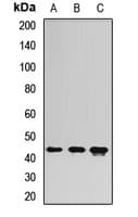 MTERF2 / MTERFD3 Antibody