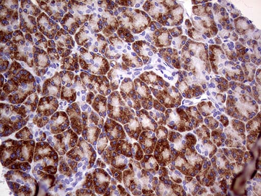Monoclonal Mouse anti-Human USP40 Antibody (clone OTI7D1, aa767-912, IHC)