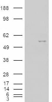 IHC-plus™ NOVA1 Antibody (aa121-134)
