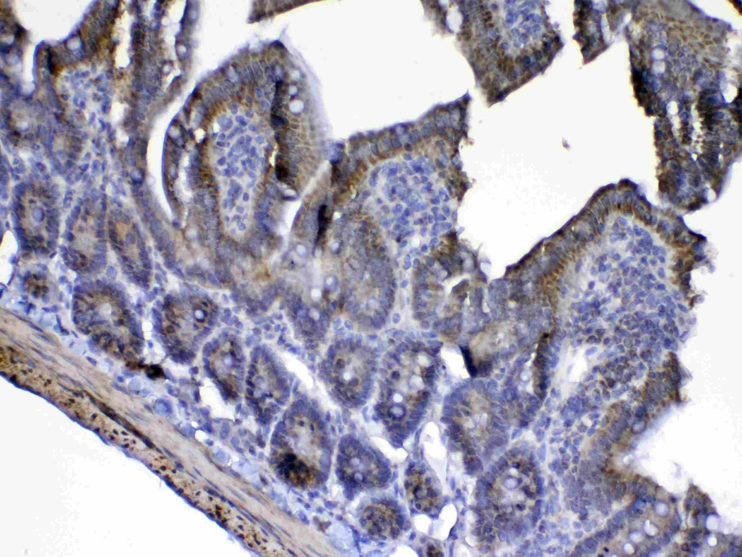 CYCS / Cytochrome c Antibody