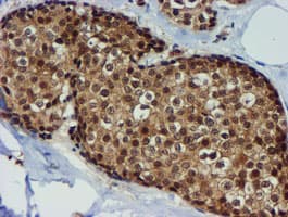 TIMP2 Antibody (clone OTI1A6, Carrier-free)