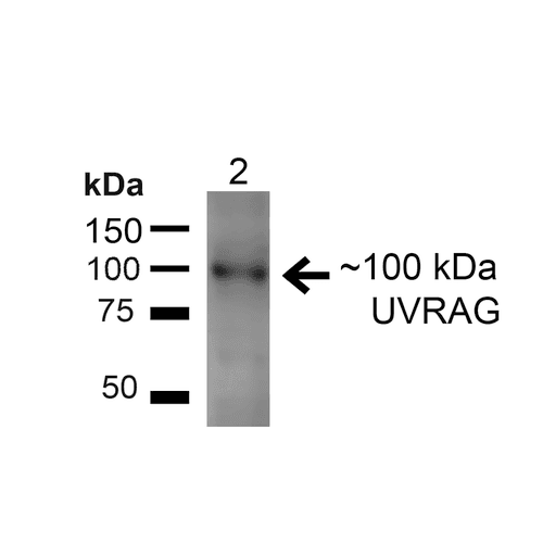 UVRAG Antibody (Biotin)
