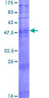 Human OR10T2 Protein (Recombinant GST)